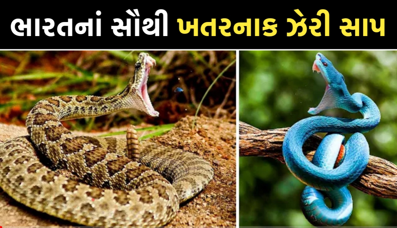 10 Most Dangerous Venomous Snakes in India